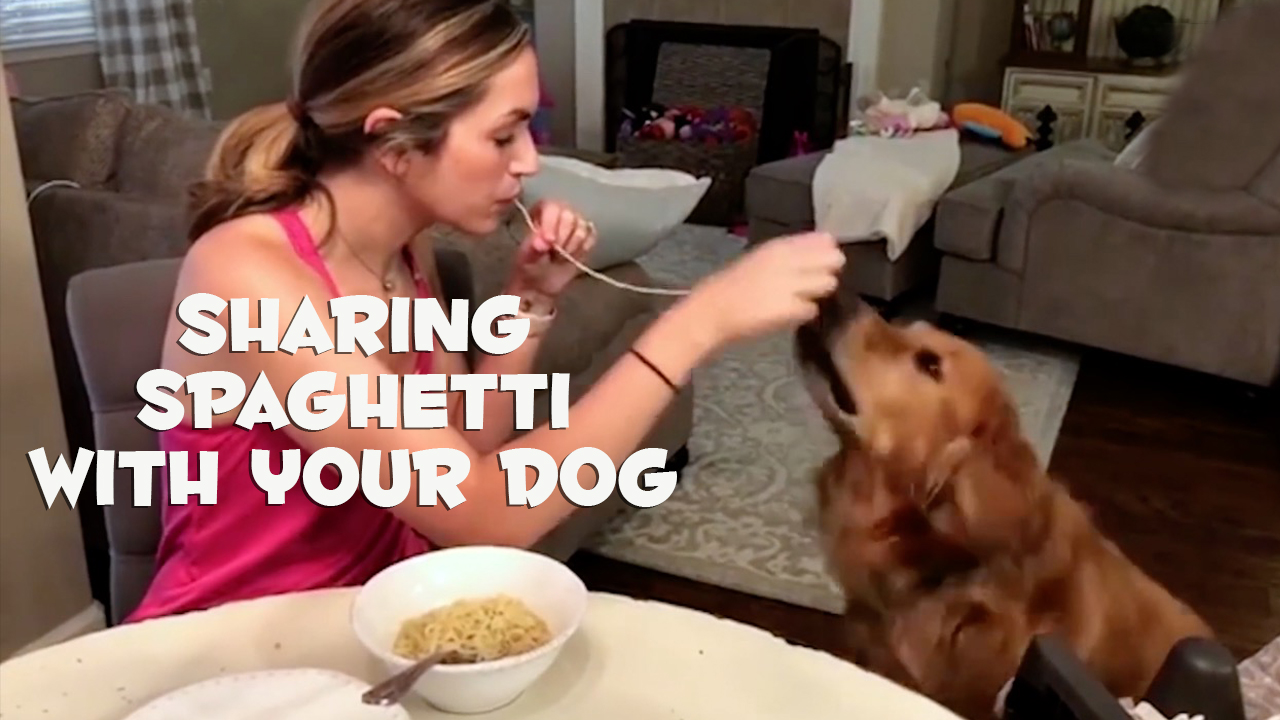 The Big Show Video of the Day Sharing Spaghetti With Your Dog