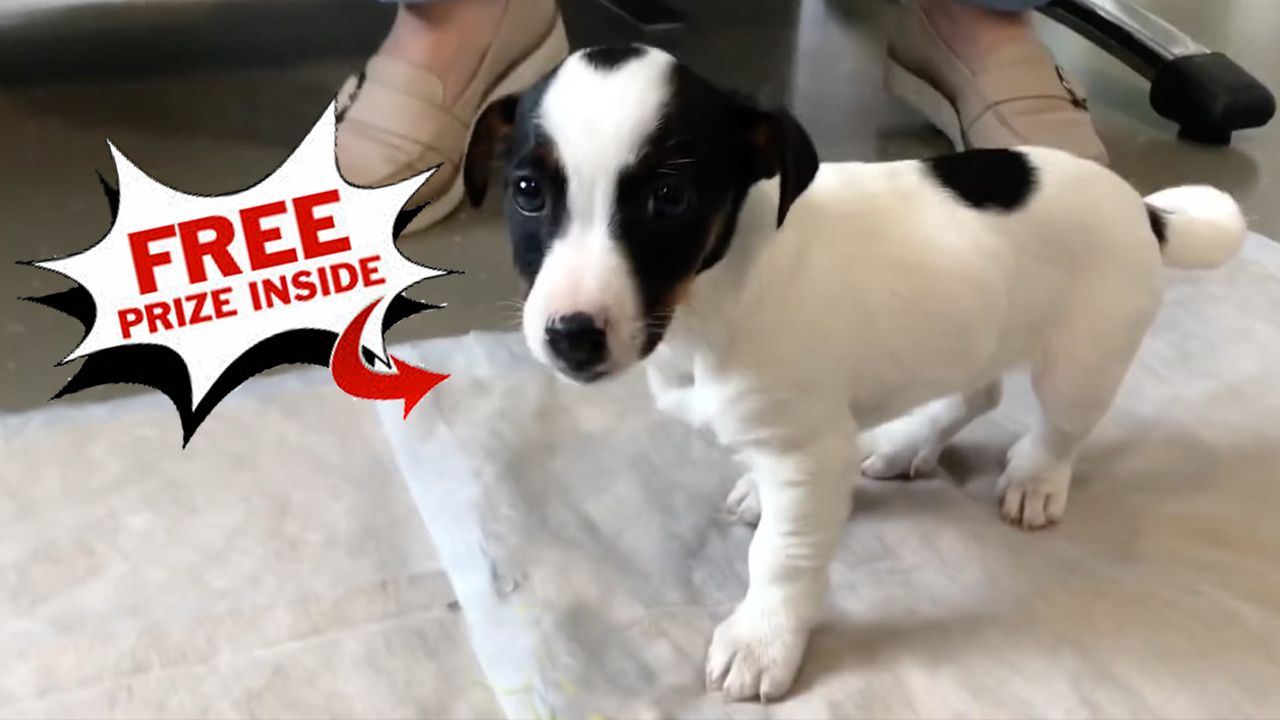 The Big Show Video of the Day New Puppy Comes With A Toy Surprise