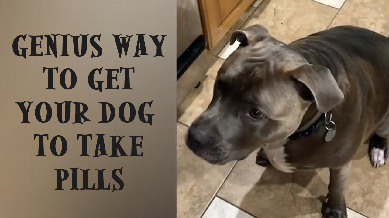 The Big Show Video of the Day Genius Way To Get Your Dog To Take Pills