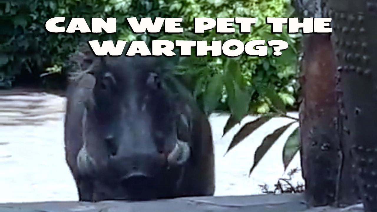 The Big Show - Video of the Day - Can We Pet The Warthog?