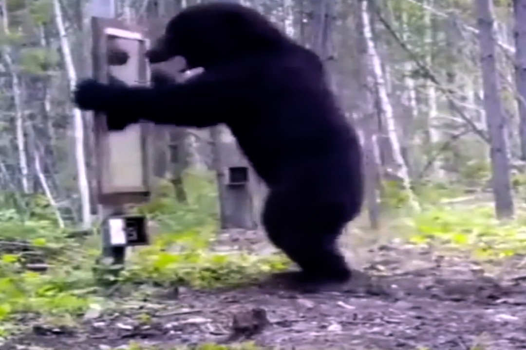 The Big Show Video of the Day Bear Attacks Mirror Placed In The Woods