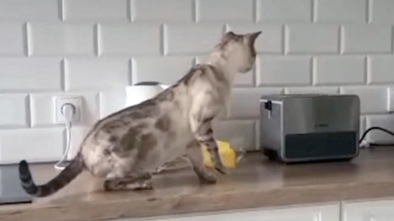 The Big Show Video of the Day Curious Cat vs The Toaster