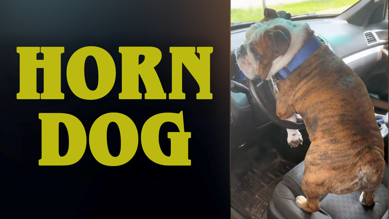 The Big Show Video of the Day Horn Dog